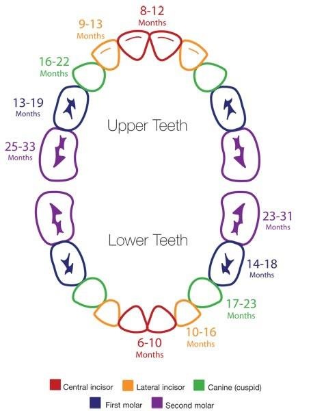 17 Month Old Baby Diet Chart