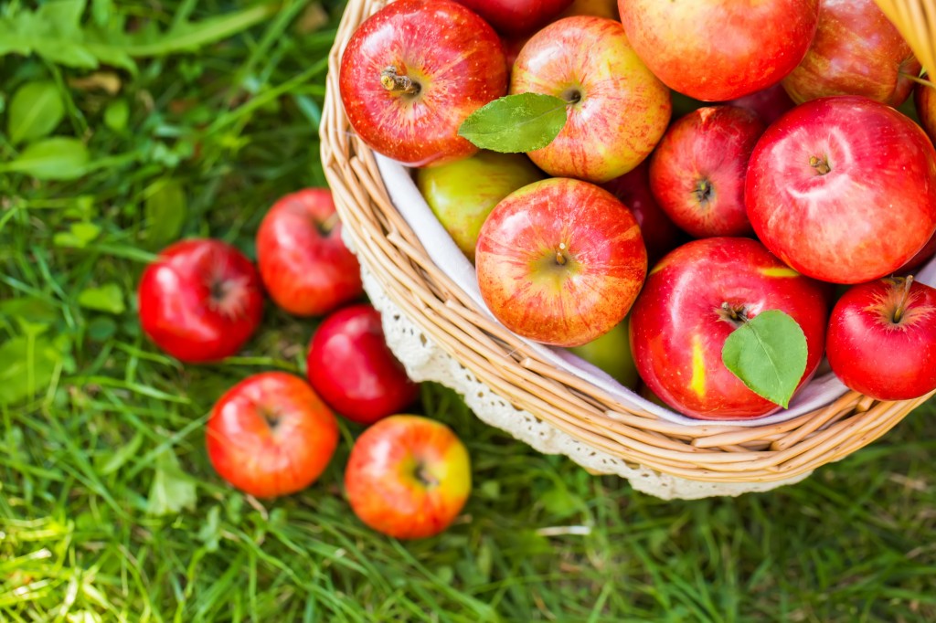 Apple Picking CCM